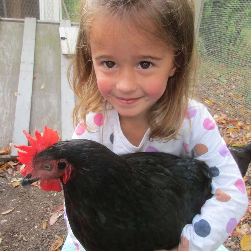 Chicken Helpers Morgan Holding Mrs Booboo Orig 2