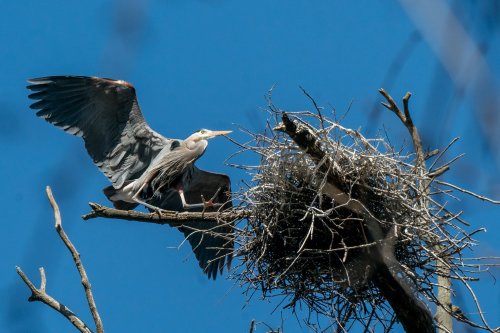 The Great Blue Heron Project at University Lake School